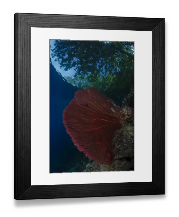 Framed Print : South Pacific, Solomon Islands. View of trees from reef Framed Print : South Pacific, Solomon Islands. View of trees from reef