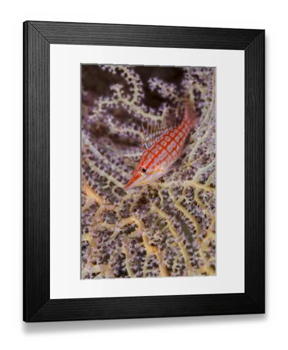 Framed Print : South Pacific, Solomon Islands. Close-up of longnose hawkfish Framed Print : South Pacific, Solomon Islands. Close-up of longnose hawkfish