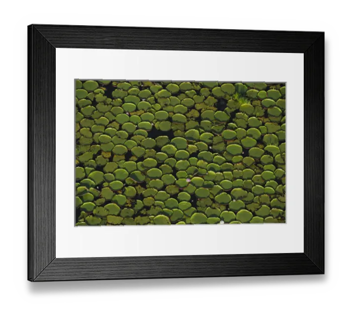 Framed Print : Giant Water Lily (Victoria amazonica) Savanna Rurununi GUYANA South America Framed Print : Giant Water Lily (Victoria amazonica) Savanna Rurununi GUYANA South America