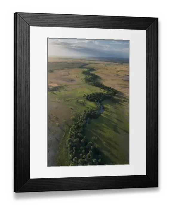 Framed Print : Mauritia (Moriche) Palm (Mauritia flexuosa) Savanna Rurununi GUYANA South America