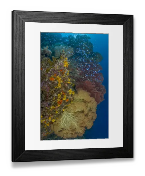 Framed Print : South Pacific, Solomon Islands. Schooling baitfish and coral Framed Print : South Pacific, Solomon Islands. Schooling baitfish and coral
