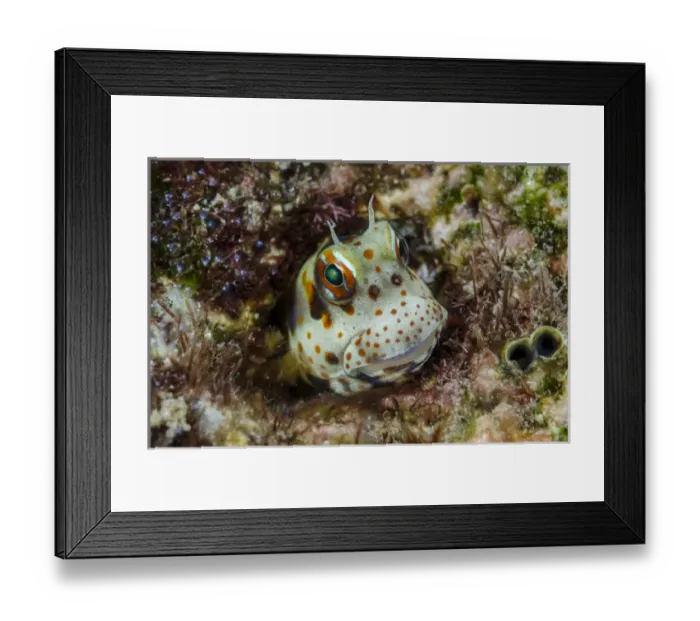 Framed Print : South Pacific, Solomon Islands. Redspotted blenny fish amid coral Framed Print : South Pacific, Solomon Islands. Redspotted blenny fish amid coral