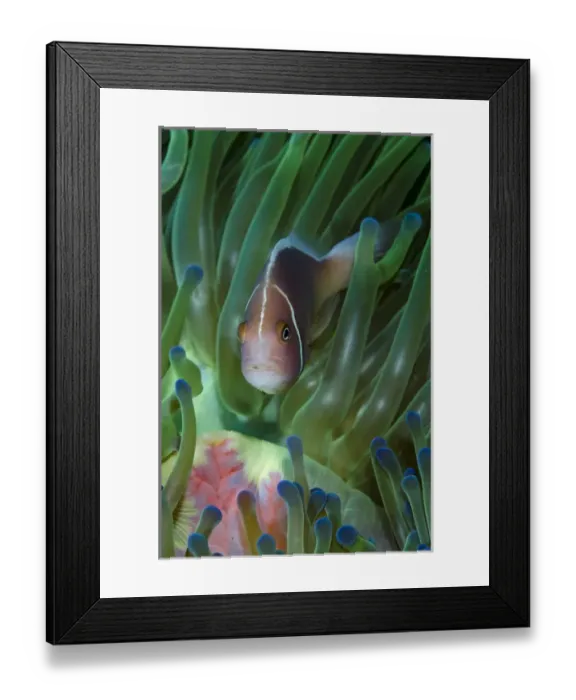 Framed Print : South Pacific, Solomon Islands. Close-up of pink anemonefish in tentacles. Credit as Framed Print : South Pacific, Solomon Islands. Close-up of pink anemonefish in tentacles. Credit as
