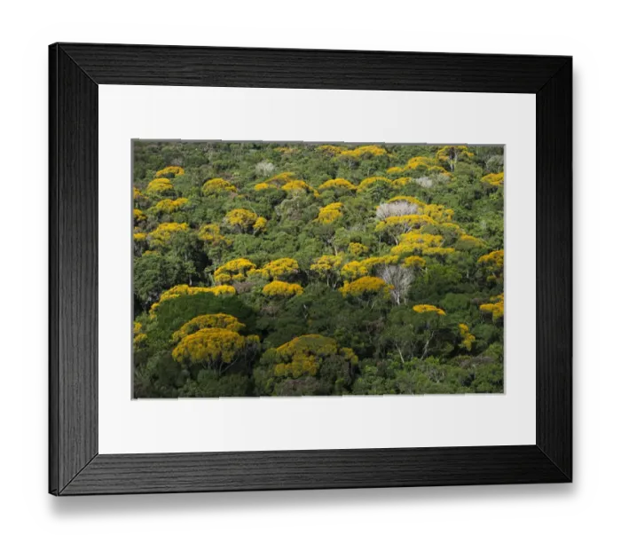 Framed Print : Rainforest Canopy Kupinang region GUYANA South America Framed Print : Rainforest Canopy Kupinang region GUYANA South America