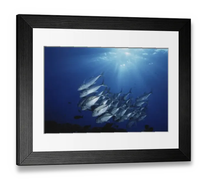 Framed Print : New Britain, New Guinea, School of Jackfish in undersea Framed Print : New Britain, New Guinea, School of Jackfish in undersea