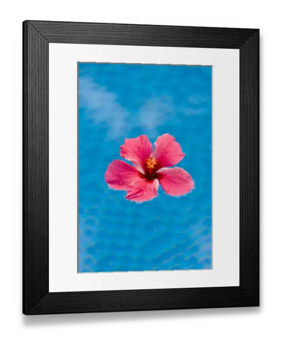 Framed Print : Flower in the water for decoration, Palau Framed Print : Flower in the water for decoration, Palau