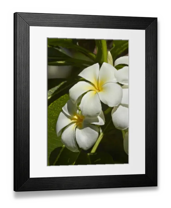 Framed Print : Frangipani flowers (Plumeria), Nadi, Viti Levu, Fiji, South Pacific Framed Print : Frangipani flowers (Plumeria), Nadi, Viti Levu, Fiji, South Pacific