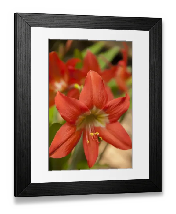 Framed Print : Central America, Honduras, Roatan, Carambola Botanical Gardens, Amaryllis Framed Print : Central America, Honduras, Roatan, Carambola Botanical Gardens, Amaryllis