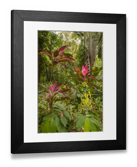 Framed Print : Central America, Honduras, Roatan, Carambola Botanical Gardens, Ti plant, Cordyline Framed Print : Central America, Honduras, Roatan, Carambola Botanical Gardens, Ti plant, Cordyline