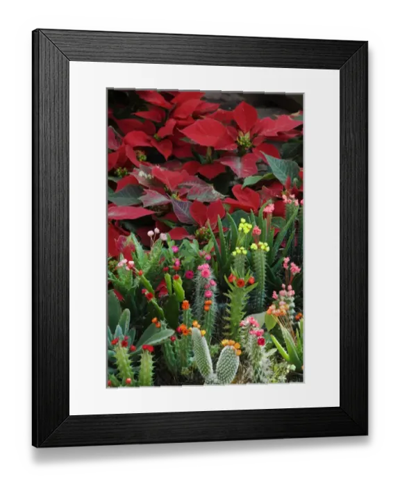 Framed Print : Mexico, San Miguel de Allende, Christmas poinsettias with flowering cactus in market Framed Print : Mexico, San Miguel de Allende, Christmas poinsettias with flowering cactus in market