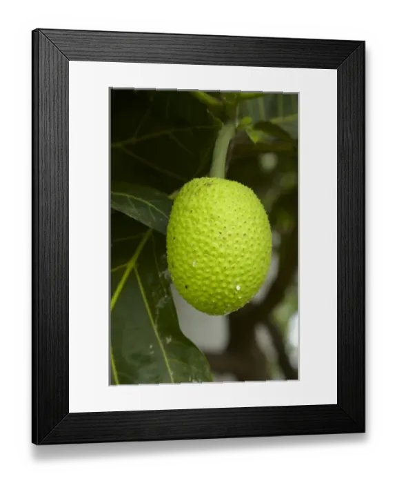 Framed Print : Jackfruit (Artocarpus heterophyllus), Namaqumaqua village, Coral Coast, Viti Levu