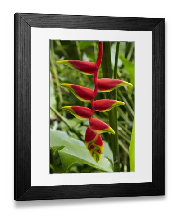 Framed Print : Heliconia flower, Kula Eco Park, Coral Coast, Viti Levu, Fiji, South Pacific Framed Print : Heliconia flower, Kula Eco Park, Coral Coast, Viti Levu, Fiji, South Pacific
