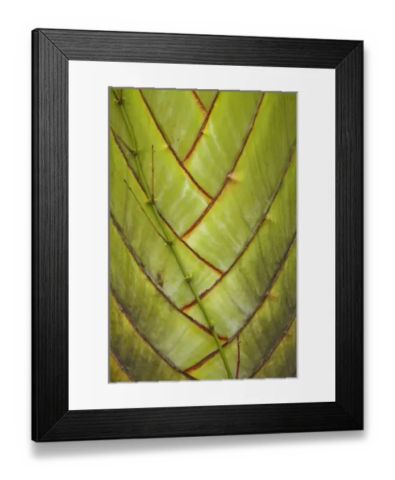 Framed Print : Palm frond pattern, Coral Coast, Viti Levu, Fiji, South Pacific Framed Print : Palm frond pattern, Coral Coast, Viti Levu, Fiji, South Pacific