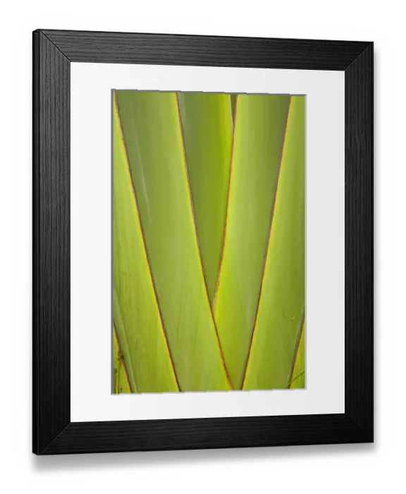 Framed Print : Palm frond pattern, Coral Coast, Viti Levu, Fiji, South Pacific Framed Print : Palm frond pattern, Coral Coast, Viti Levu, Fiji, South Pacific