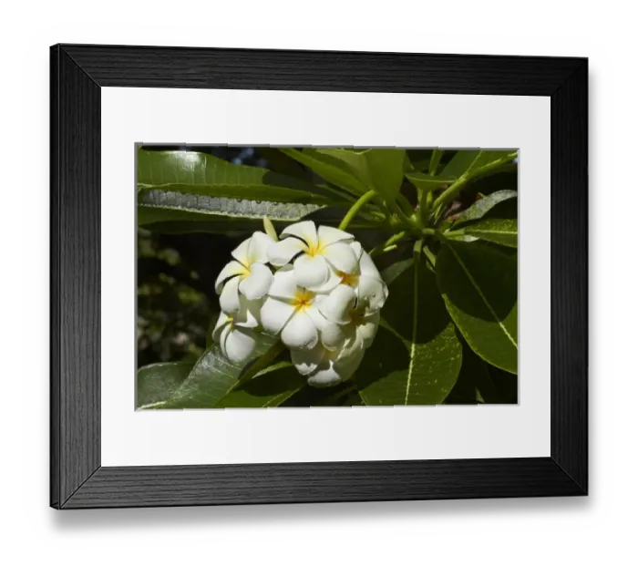 Framed Print : Frangipani flowers (Plumeria), Nadi, Viti Levu, Fiji, South Pacific Framed Print : Frangipani flowers (Plumeria), Nadi, Viti Levu, Fiji, South Pacific