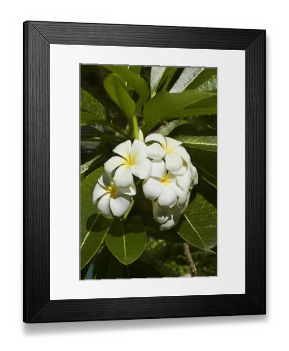 Framed Print : Frangipani flowers (Plumeria), Nadi, Viti Levu, Fiji, South Pacific