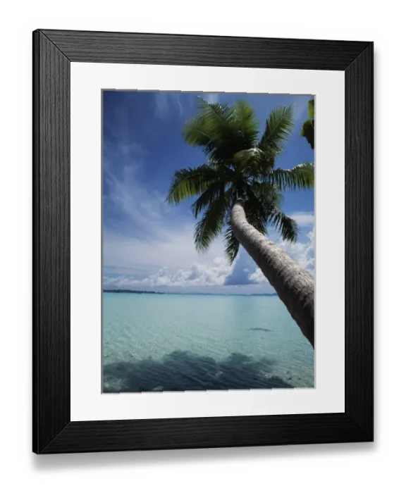 Framed Print : Palau, Micronesia, Palm tree at Palau Lagoon Framed Print : Palau, Micronesia, Palm tree at Palau Lagoon