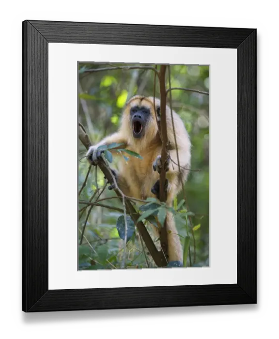 Framed Print : Black howler (Alouatta caraya), Misiones, Argentina. Is a species of howler monkey Framed Print : Black howler (Alouatta caraya), Misiones, Argentina. Is a species of howler monkey