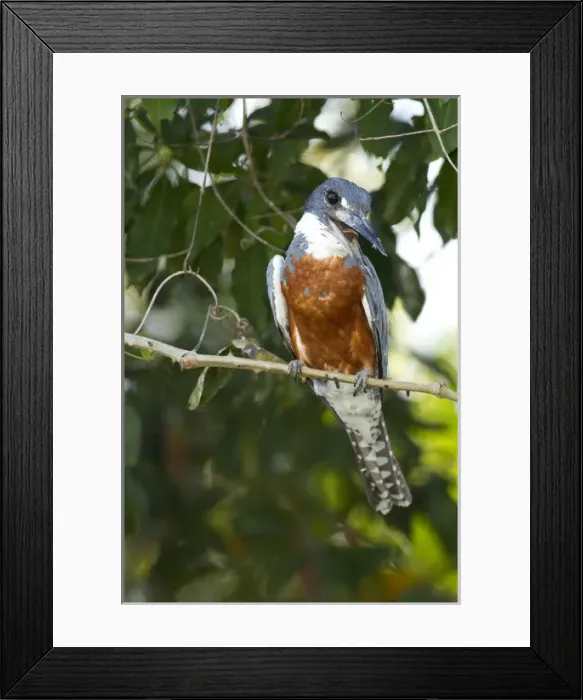 Framed Print : South America, Brazil, Pantanal, Ringed Kingfisher, Ceryle torquata, perched on branch