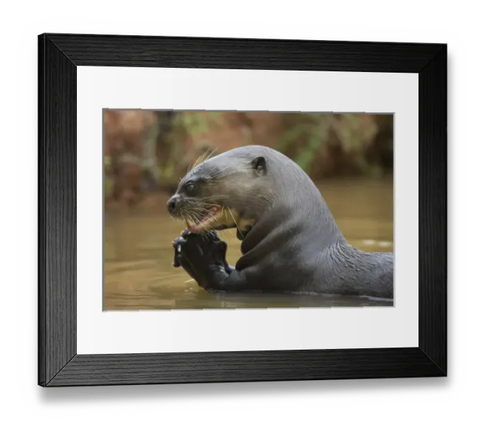 Framed Print : South America, Brazil Pantanal, Moto Grosso, Giant River Otter, Pteronura brasiliensis Framed Print : South America, Brazil Pantanal, Moto Grosso, Giant River Otter, Pteronura brasiliensis