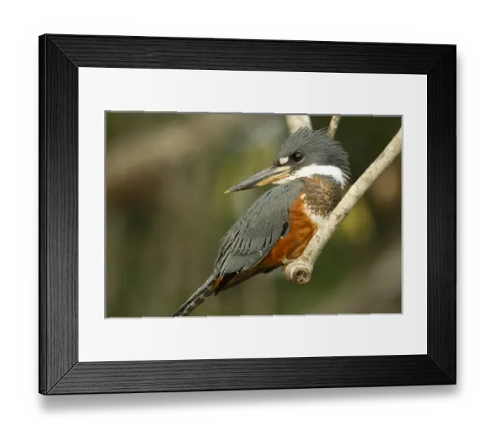Framed Print : South America, Brazil, Pantanal, Ringed Kingfisher, Ceryle torquata, perched on branch Framed Print : South America, Brazil, Pantanal, Ringed Kingfisher, Ceryle torquata, perched on branch