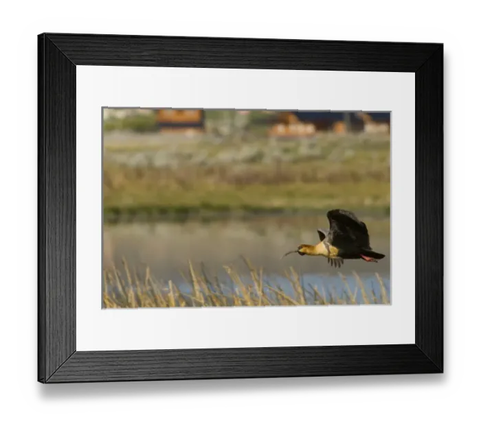 Framed Print : Flying Black-faced Ibis (Theristicus melanopis), Laguna Nimez Reserve; El Calafate Framed Print : Flying Black-faced Ibis (Theristicus melanopis), Laguna Nimez Reserve; El Calafate