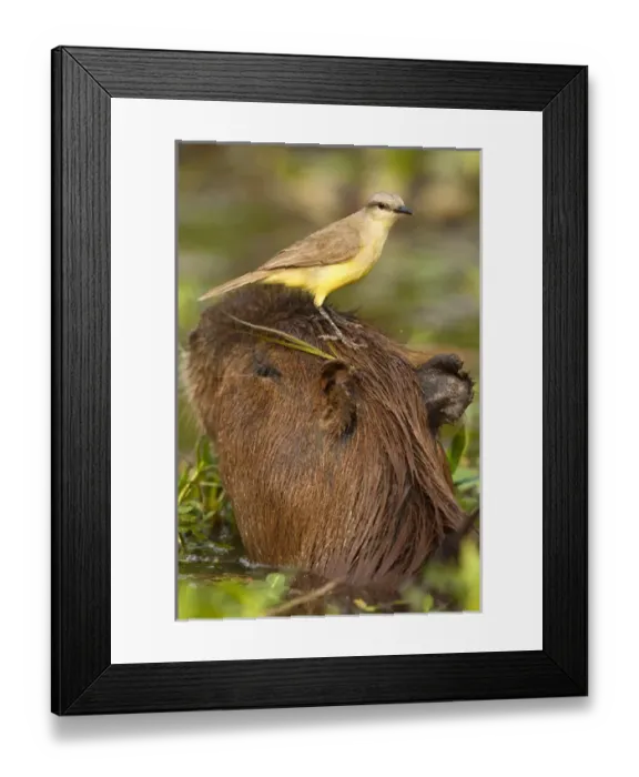 Framed Print : South America, Brazil, Pantanal, Cattle Tyrant, Machetornis rixosus, riding on Framed Print : South America, Brazil, Pantanal, Cattle Tyrant, Machetornis rixosus, riding on