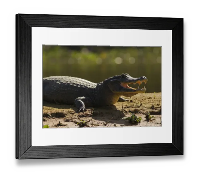 Framed Print : South America, Brazil, Pantanal, Moto Grosso, Spectacled Caiman, Caiman crocodilus Framed Print : South America, Brazil, Pantanal, Moto Grosso, Spectacled Caiman, Caiman crocodilus