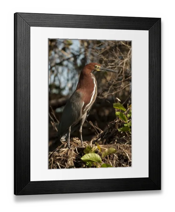 Framed Print : South America, Brazil, Pantanal, Rufescent Tiger-heron, Tigrisoma lineatum, walking Framed Print : South America, Brazil, Pantanal, Rufescent Tiger-heron, Tigrisoma lineatum, walking
