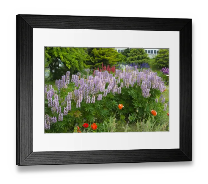 Framed Print : Argentina. Tierra del Fuego. Ushuaia. Flowers in the garden of the Govenors cottage