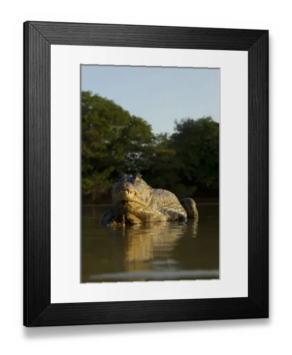Framed Print : South America, Brazil, Pantanal, Moto Grosso, Spectacled Caiman, Caiman crocodilus