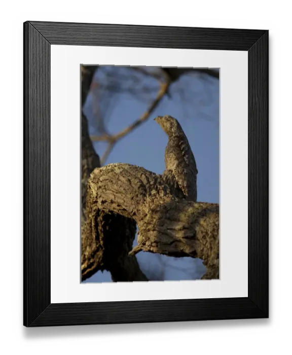 Framed Print : South America, Brazil, Pantanal, Common Potoo, Nyctibius griseus, adult roosting on tree limb
