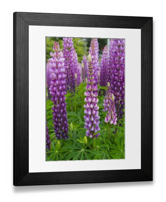 Framed Print : Argentina. Tierra del Fuego. Ushuaia Framed Print : Argentina. Tierra del Fuego. Ushuaia