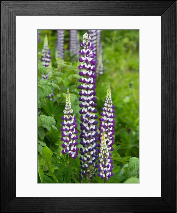 Framed Print : Argentina. Tierra del Fuego. Ushuaia Framed Print : Argentina. Tierra del Fuego. Ushuaia