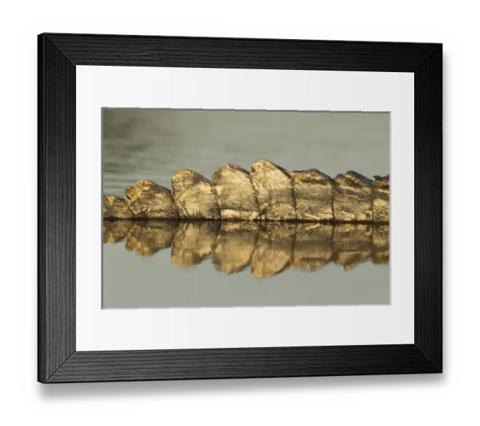 Framed Print : South America, Brazil, Pantanal, Moto Grosso, Spectacled Caiman, Caiman crocodilus Framed Print : South America, Brazil, Pantanal, Moto Grosso, Spectacled Caiman, Caiman crocodilus