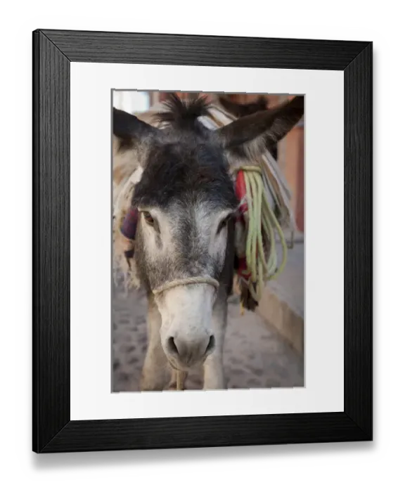 Framed Print : South America, Mexico, San Miguel de Allende. Frontal close-up of donkey carrying load Framed Print : South America, Mexico, San Miguel de Allende. Frontal close-up of donkey carrying load