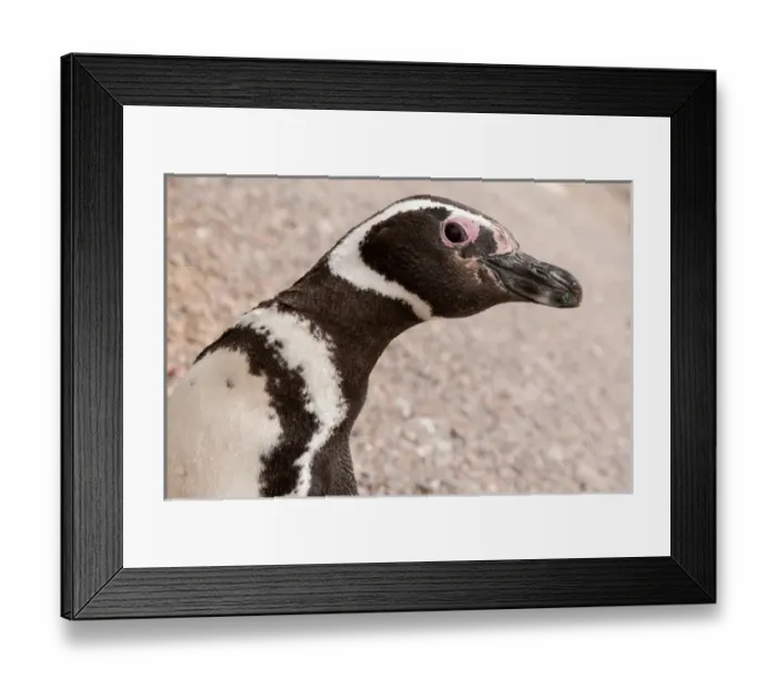Framed Print : Megellanic Penguin, Patagonia, Argentina