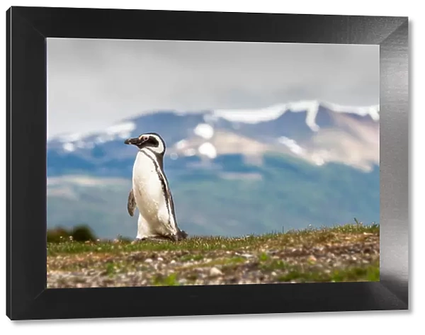 Magellanic Penguin with mountainous background