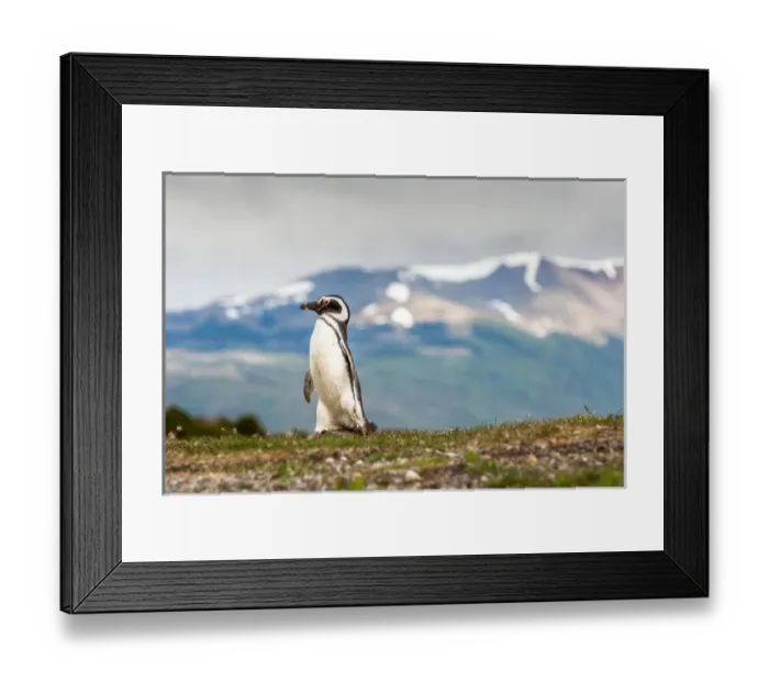 Framed Print : Magellanic Penguin with mountainous background