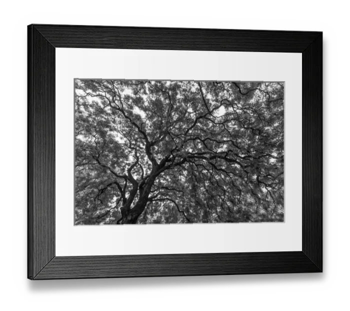 Framed Print : Gum Trees near Recoleta section of Buenos Aires Framed Print : Gum Trees near Recoleta section of Buenos Aires