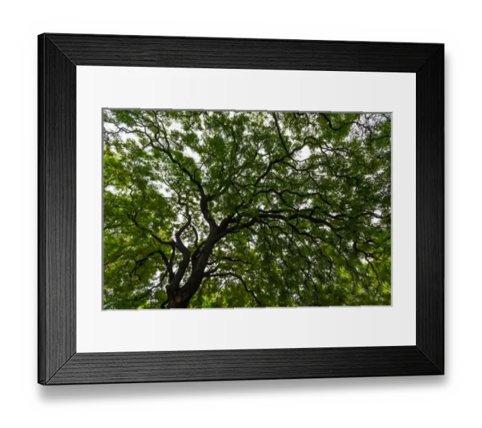 Framed Print : Gum Trees near Recoleta section of Buenos Aires Framed Print : Gum Trees near Recoleta section of Buenos Aires