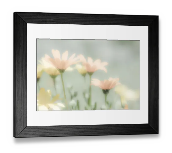 Framed Print : Mexico, Rancho La Puerta. Blooming desert flowers Framed Print : Mexico, Rancho La Puerta. Blooming desert flowers