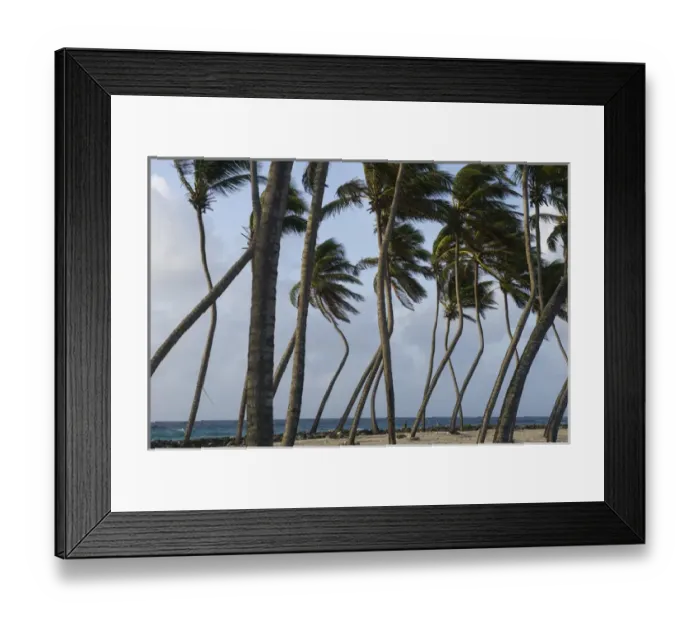 Framed Print : Coconut Palm (Cocos nucifera), Halfmoon Caye, Lighthouse Reef Atoll, BELIZE, Central Framed Print : Coconut Palm (Cocos nucifera), Halfmoon Caye, Lighthouse Reef Atoll, BELIZE, Central