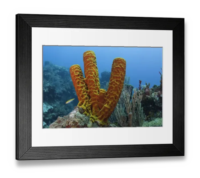 Framed Print : Convoluted Barrel Sponge (Aplysina lacunosa), Hol Chan Marine Reserve near Ambergris Caye Framed Print : Convoluted Barrel Sponge (Aplysina lacunosa), Hol Chan Marine Reserve near Ambergris Caye