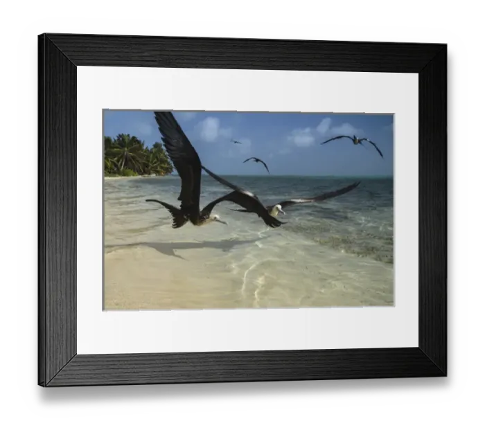 Framed Print : Magnificent Frigatebird (Fregata magnificens), Halfmoon Caye, Lighthouse Reef Atoll Framed Print : Magnificent Frigatebird (Fregata magnificens), Halfmoon Caye, Lighthouse Reef Atoll