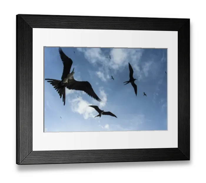 Framed Print : Magnificent Frigatebird (Fregata magnificens), Halfmoon Caye, Lighthouse Reef Atoll