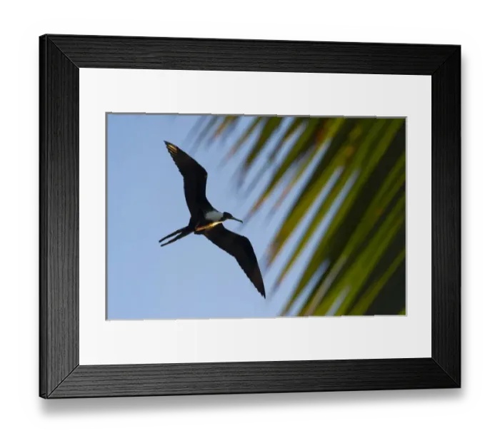 Framed Print : Magnificent Frigatebird (Fregata magnificens), Halfmoon Caye, Lighthouse Reef Atoll