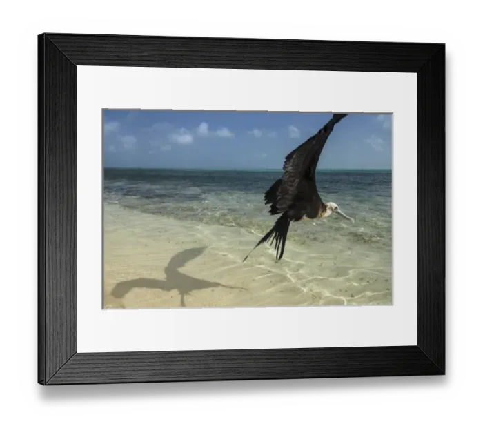 Framed Print : Magnificent Frigatebird (Fregata magnificens), Halfmoon Caye, Lighthouse Reef Atoll
