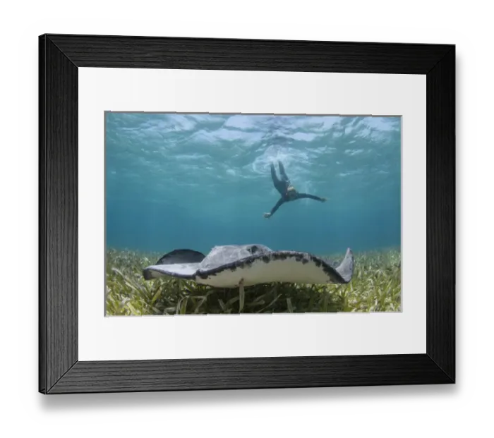 Framed Print : Caribbean Whiptail Ray (Himantura schmardae) & snorkeler, Shark Ray Alley, Hol Chan Framed Print : Caribbean Whiptail Ray (Himantura schmardae) & snorkeler, Shark Ray Alley, Hol Chan
