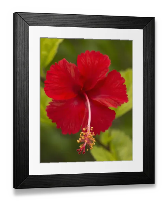 Framed Print : Red hibiscus, Hibiscus rosa-sinensis, Belize Framed Print : Red hibiscus, Hibiscus rosa-sinensis, Belize